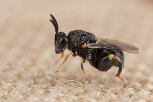 Brachymeria sp.